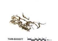 藏品(舌苔屬)的圖片